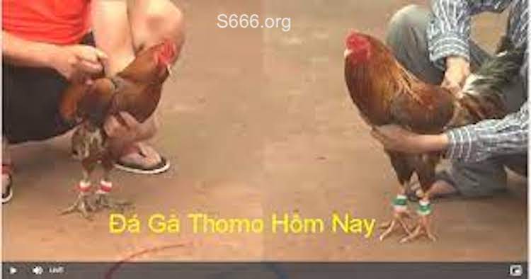 các trang web chơi đá gà thomo